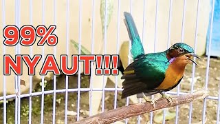 Kolibri Muncang Gacor Isian Warna Keren | Sounds of Hummingbirds