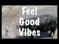 Feel Good Vibes/Trying to get back to Portugal