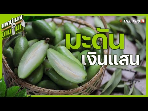 มะดันเงินแสน : มหาอำนาจบ้านนา