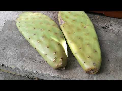 Wideo: Rodzaje Kaktusów I Ich Rozmnażanie - 1