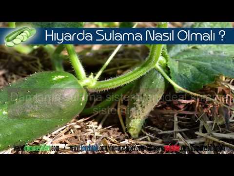 Video: Salatalık Sulama
