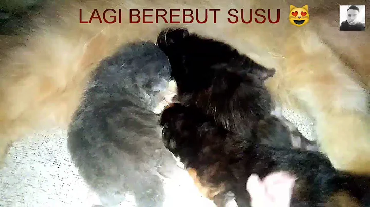 Watch the video about MIX MAINECOON ANAK KUCING LUCU GIMBUL