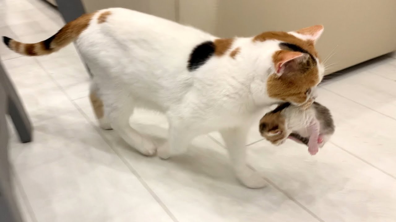 Mother cat carries kitten to another place, taking it from the owner