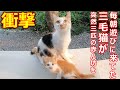 三毛母猫が赤ちゃん猫を見せに来てくれました[猫の赤ちゃん]