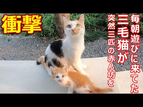 猫と人間の家族