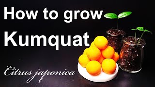 How To Grow Kumquat From Seedyour Own Kumquat Treehow To Grow Kumquateng Sub