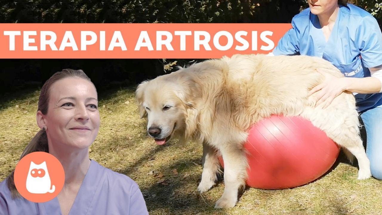 ARTROSIS PERROS - Síntomas y tratamientos - YouTube