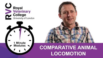 RVC 1 Minute Modules - Comparative Animal Locomotion