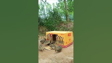Creative DIY Trap Technique - Best Unique Underground Bird Trap #shorts
