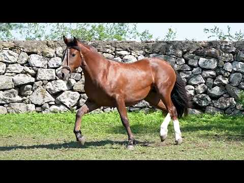 Lote 15 - Rapsódia do Igiquiquá