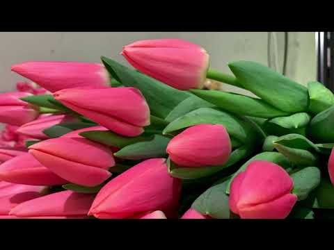 Видео: Какая высота и ширина цветка тюльпана?