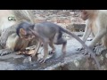 Life of monkeys Ep57, Baby monkey eating ice, baby monkey trying to jump...