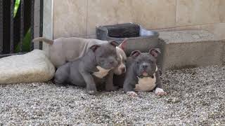 PUPPIES AMERICAN BULLY POCKET 2024 AVAILABLE FOR SALE/ONLY 2 MONTHS & 3 WEEKS OLD/PRODUCT BIGDOGS R