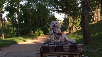 Zhiyun Smooth4 Vertigo shot Testing