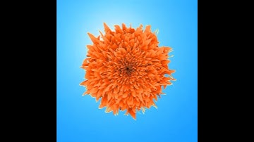 How to Design a Flower in Adobe Illustrator | Easy Vector Flower Tutorial for Beginners #photshop