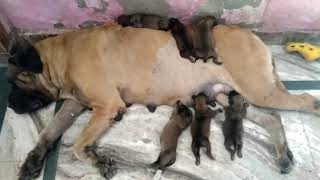 English Mastiff New Born Puppies #dog #doglover #english #mastiff #puppy #new #born #feed #cute