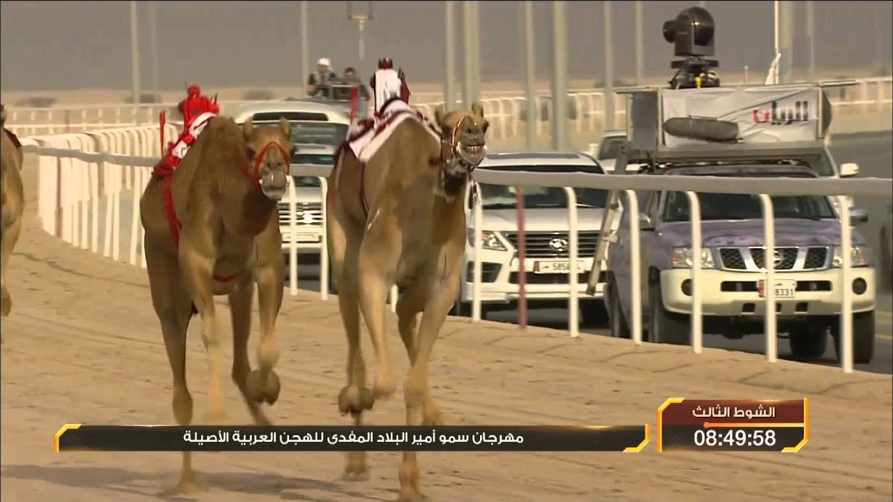 سباق أمير البلاد المفدى للهجن العربية الأصيلة - حيل - الشوط الثالث -29-01-2014
