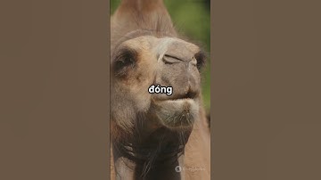 Lạc đà – Siêu xe sa mạc sống nhiều ngày không uống nước