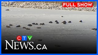 Avian flu alert, grocery cost spike | CTV Your Morning Winnipeg for December 4, 2025