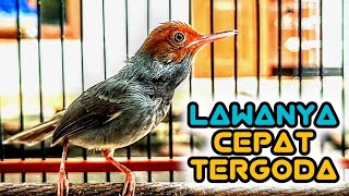 Prenjak gacor ISTIMEWA bikin prenjak ANDA semakin GANAS dan GACOR..