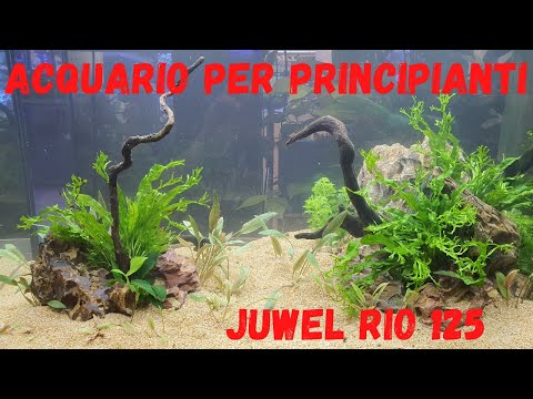 Video: Consigli per l'acquario per principianti