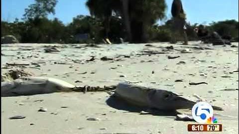 Red tide along the Gulf Coast