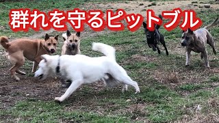 ピットブル群れを守る！紀州犬北斗くん犬社会勉強 Dog Rescue A&R