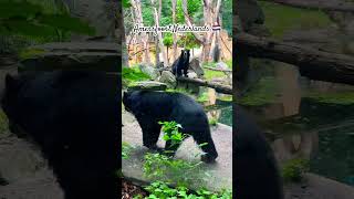 #dierenpark #amersfoort #zoo #netherlands #bear #music #animals