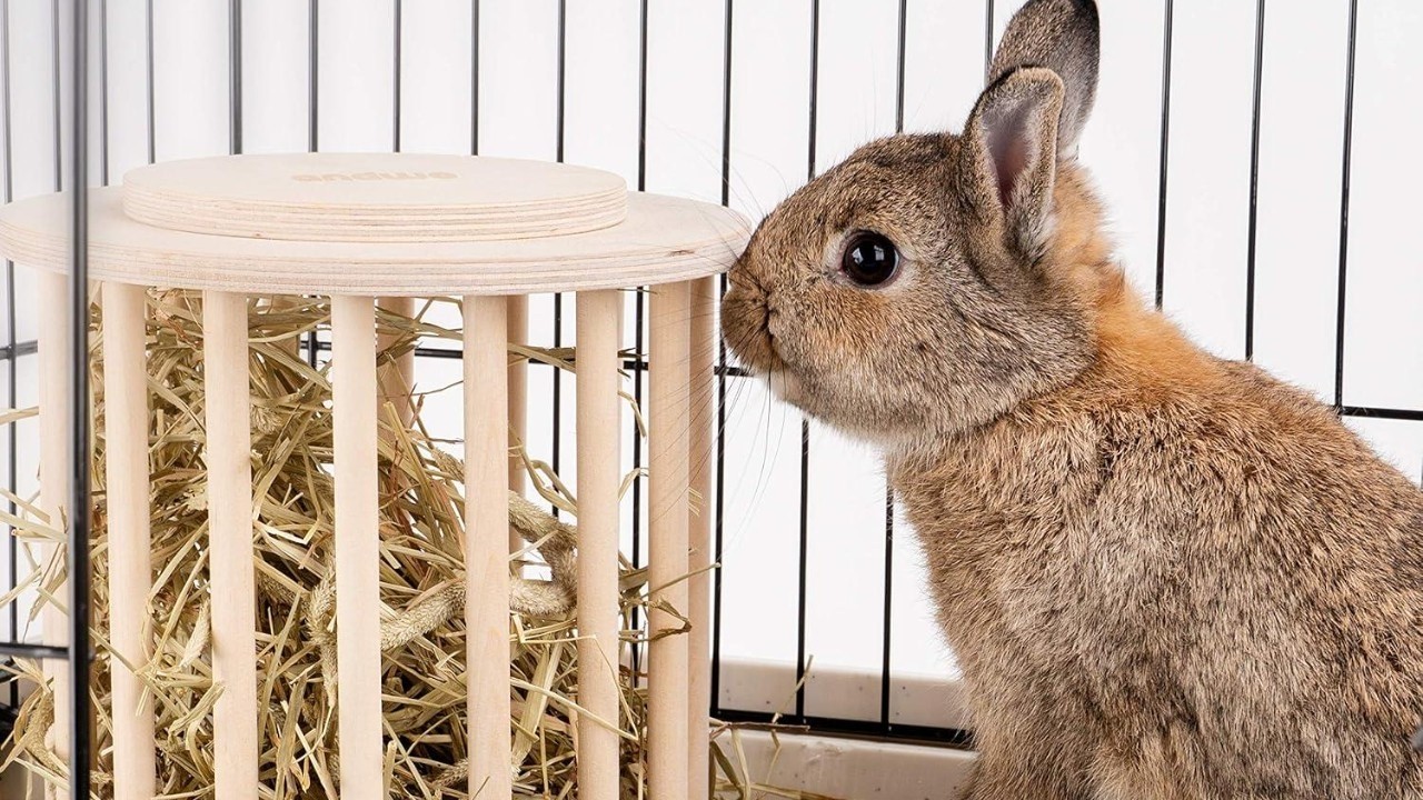 Bunny Comfort Zone: Turning Their Space into a True Haven!