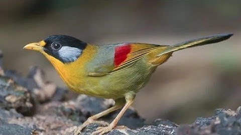 KICAUAN BURUNG PANCAWARNA GACOR PENUH WARNA || ADA KICAU