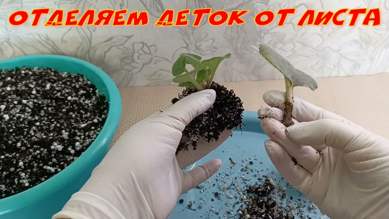 КАК ПРАВИЛЬНО ОТДЕЛИТЬ ДЕТКУ ФИАЛКИ ОТ МАТЕРИНСКОГО ЛИСТА!