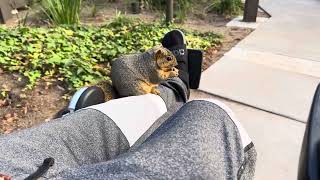 Wild Squirrel Enjoying a Morning Ride with me. #trending #cute