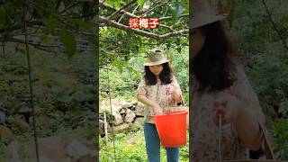 #台中 #新社#李子 #梅子 #beautiful #plum #flowers #countrylife #fruit #fruitgarden #果園 #水果 #sweet