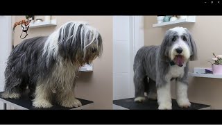 DOG GROOMING | How to Groom a Bearded Collie