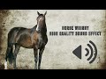 Horse Whinny Sound Effects - High Quality