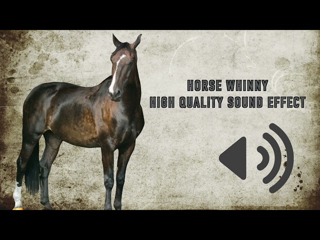 Horse Whinny Sound Effects - High Quality class=