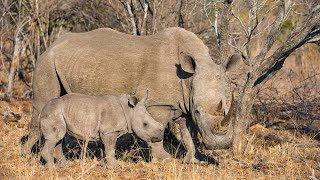 A Really Cute Baby Rhino and Mom