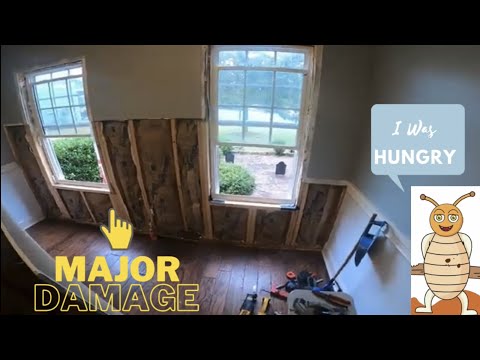 ვიდეო: როგორ მოვიშოროთ ტერმიტები მშრალი კედლის მიღმა?