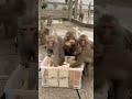 #funny #funnyvideo #fun #like #life #monkey #happy #food #жизнь #animals #kids #еда #животные #wow