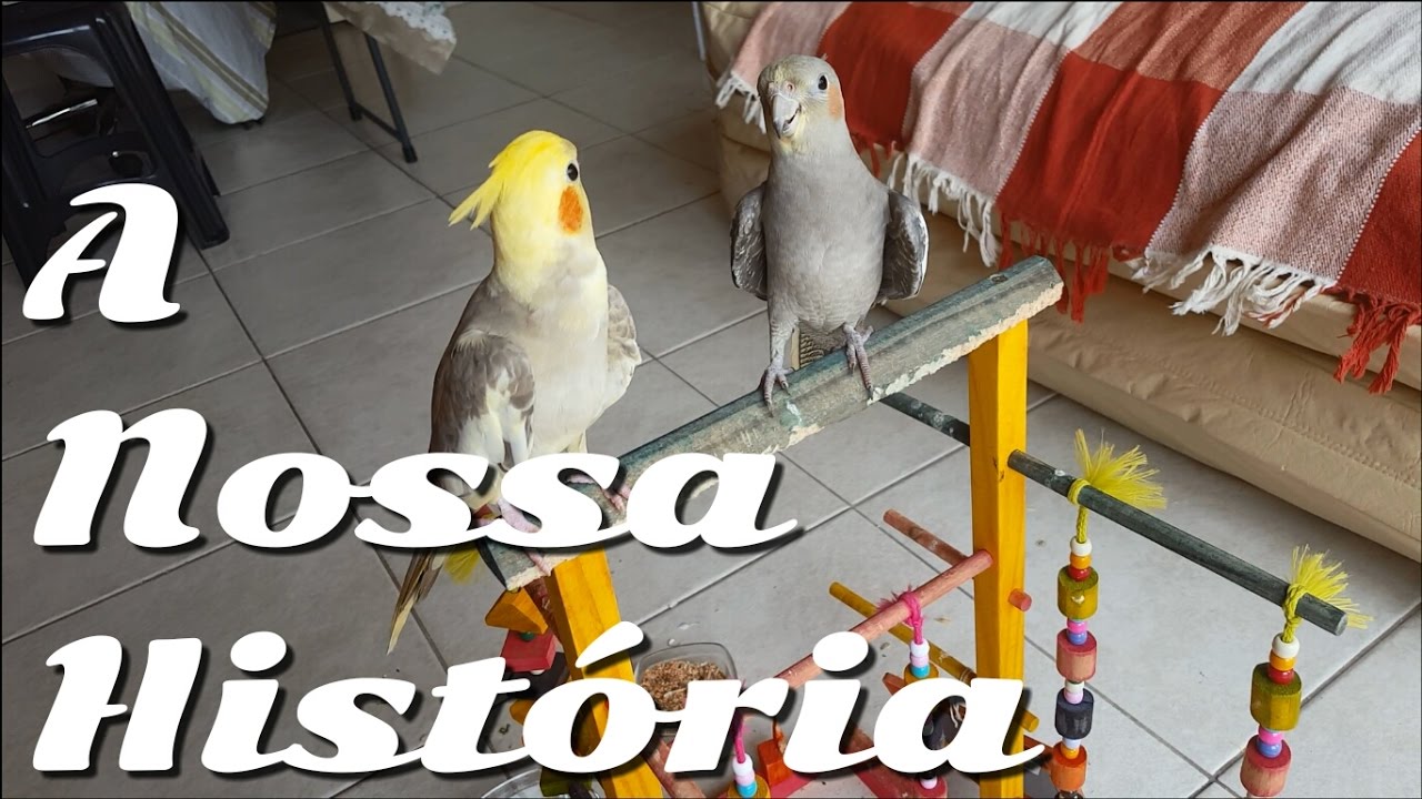A História de um Casal de Calopsitas Nina e Kyle (3 a 8 meses) YouTube A História de um Casal de Calopsitas Nina e Kyle (3 a 8 meses) YouTube