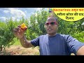 Nectarines जी ललचाए रहा न जाए, मिट्टी की याद दिलाए PEACH Orchard in America