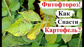 Главная БОЛЕЗНЬ Картофеля! Фитофтороз! МЕТОДЫ Борьбы!