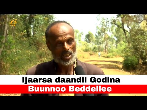 Ijaarsa Daandii Godina Buunnoo Beddellee
