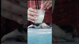 Have You Seen This Before? Newborn Kitten Feed With Syringe