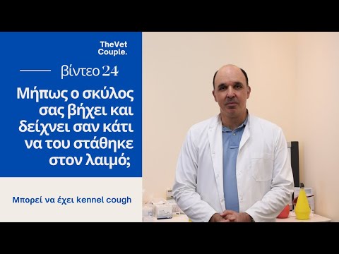 Βίντεο: Προετοιμασία ενός νευρικού σκύλου για επιβίβαση στο κυνοτροφείο