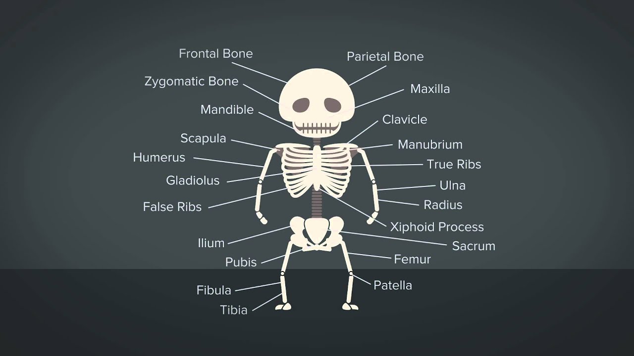 Strong bones. Spine 2d кости. Healthy Bones. Spine hand drawn.