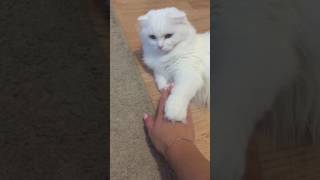 На спор с кошкой | кто кем управляет | Шотландская вислоухая кошка Нани На спор с кошкой | кто кем управляет | Шотландская вислоухая кошка Нани