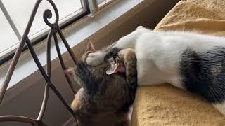 Patty and Matty ' Ear Cleaning Drama' #cat #earcleaning #annoying #fighting  #commedy #ねこ #ドラマ