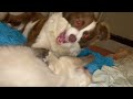 daemon dog dealed a demolishing blow from devil cat