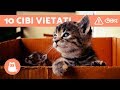 10 CIBI VIETATI ai gatti - ALIMENTAZIONE del gatto: cibi da evitare